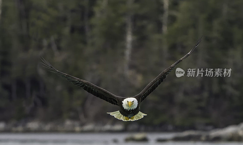 白头秃鹰(Haliaeetus leucocephalus)是一种猛禽，发现于阿拉斯加的锡特卡海峡上空，阿拉斯加。